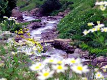 riverside and spring flowers by nessie