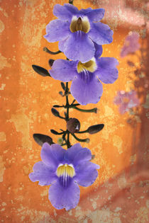 Purple Flowering Vine in old Courtyard by Charles Harker