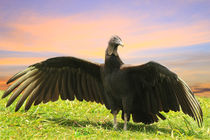 Vulture Spreading its wings von Charles Harker