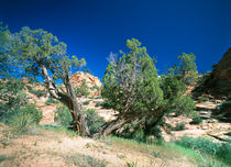 Zion Wild Tree by Peter Tomsu