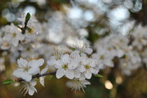 White flowers von Marika Pinto