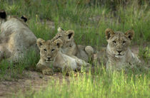 Brothers and Sisters von Peter Tomsu