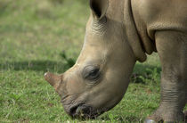 Youngster von Peter Tomsu