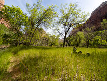 Bottom of Zion by Peter Tomsu