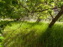 Green Shadow von Peter Tomsu