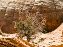 Tree in Rocks von Peter Tomsu