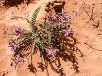 Purple on Stone by Peter Tomsu