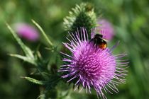 Ackerdistel mit Hummel von Heidrun Lutz