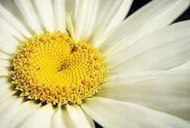 White & Yellow Daisy. by rosanna zavanaiu