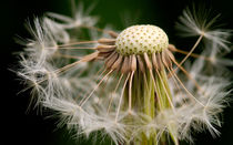 Dandelion Seeds von Keld Bach