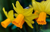 Orange Daffodils von Keld Bach