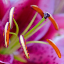 Oriental Lily, Macro von Keld Bach