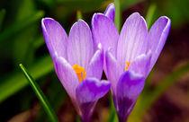 Violet Crocuses by Keld Bach