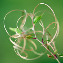 Entwined by Keld Bach