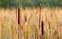 Bulrushes by Keld Bach