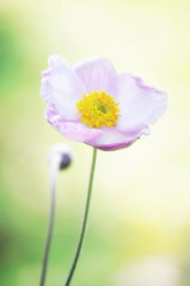 Pretty flower by AD DESIGN Photo + PhotoArt