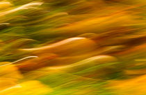 Autumn Abstraction von Keld Bach