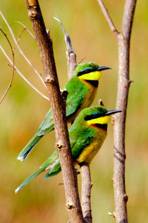 Cinnamon-chested Bee-eater by Pravine Chester