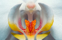 Orchid Intimacy by Keld Bach