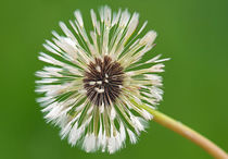 Wet Dandelion von Keld Bach