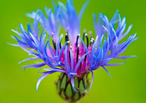 Cornflower von Keld Bach