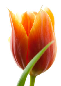 Tulpe by Falko Follert