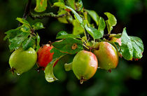 Wet Apples by Keld Bach