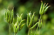 Columbine Seed Pods von Keld Bach