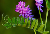 Hairy Vetch by Keld Bach