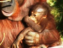 Orangutan von Meeli Sonn