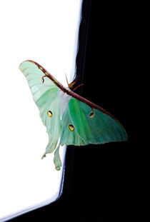 Luna Moth von Ken Howard