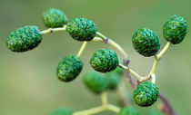 Alder Fruits von Keld Bach