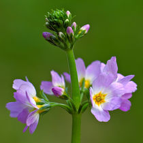 Featherfoil by Keld Bach