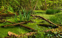 Back into the Wilderness by Keld Bach