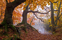 Gnarly Roots von Keld Bach