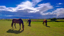 Carefree Life by Keld Bach