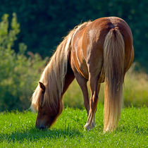 Grazing by Keld Bach