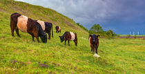 Galloway Cattle by Keld Bach