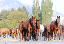 Herd of arabian horses von Tamara Didenko