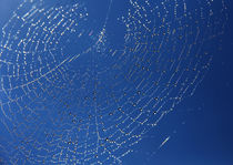 Spinnennetz von Wolfgang Dufner