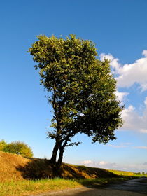 Der schiefe Baum  von picadoro