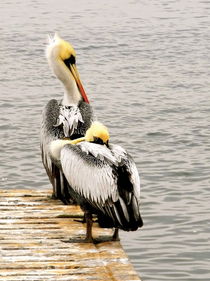 pelican snooze  by picadoro