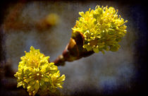 Spring in Yellow by Milena Ilieva