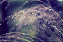 Abstract Nature  von syoung-photography
