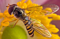 Feeding von Keld Bach