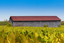 Country Scenery with barn and tobacco field. by Irina Moskalev