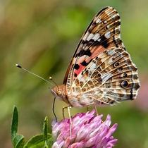 Painted Lady Posing by Keld Bach