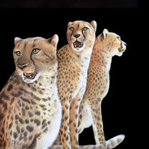 CHEETAHs by Karin Russer