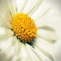 marguerite by tr-design