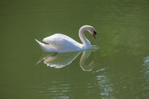 Swan Lake 1 von safaribears